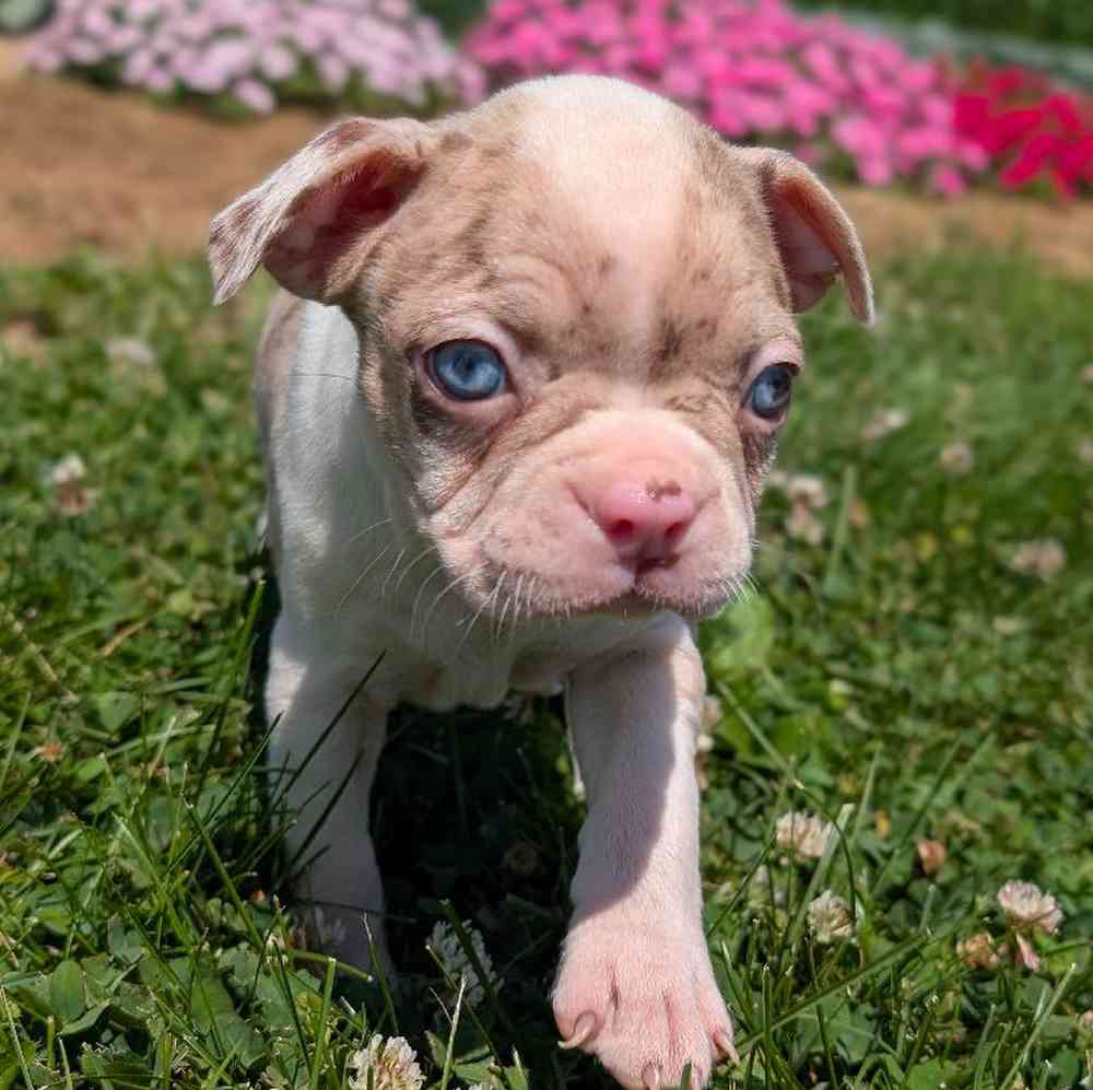 carousel pet images