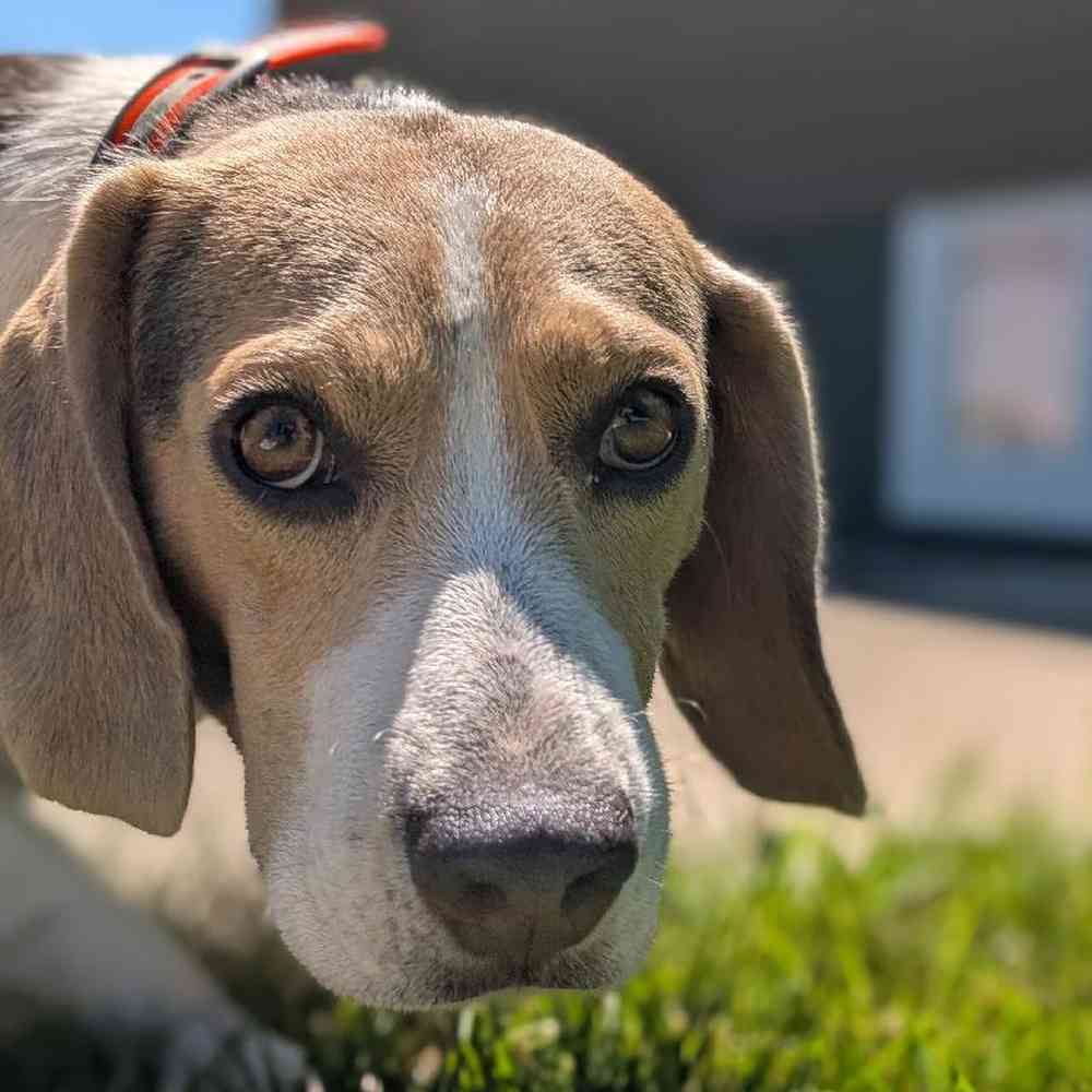 carousel pet images