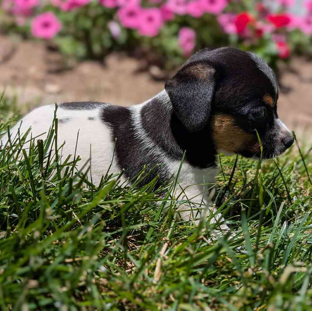 Male Jack Russell Terrier Puppy for Sale in Bloomington, IN