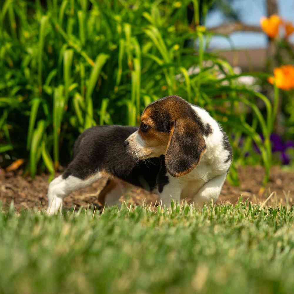 carousel pet images