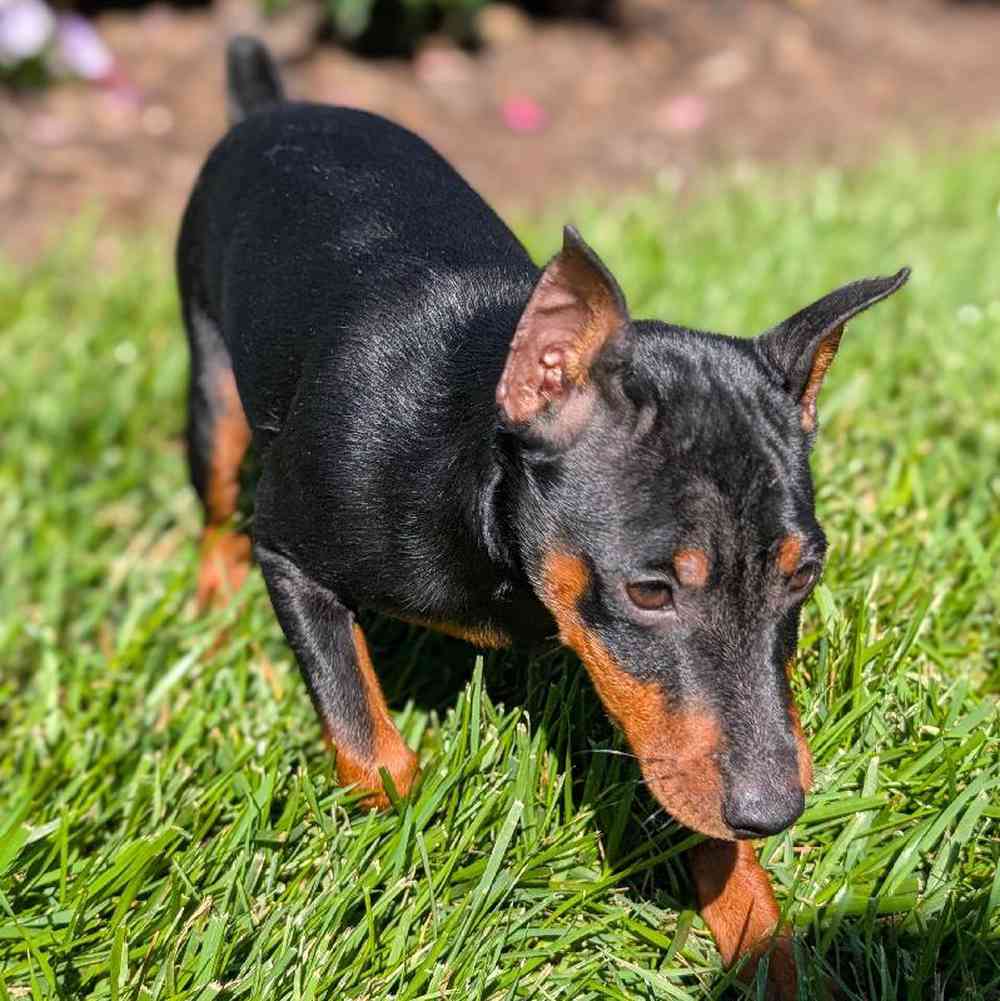 carousel pet images