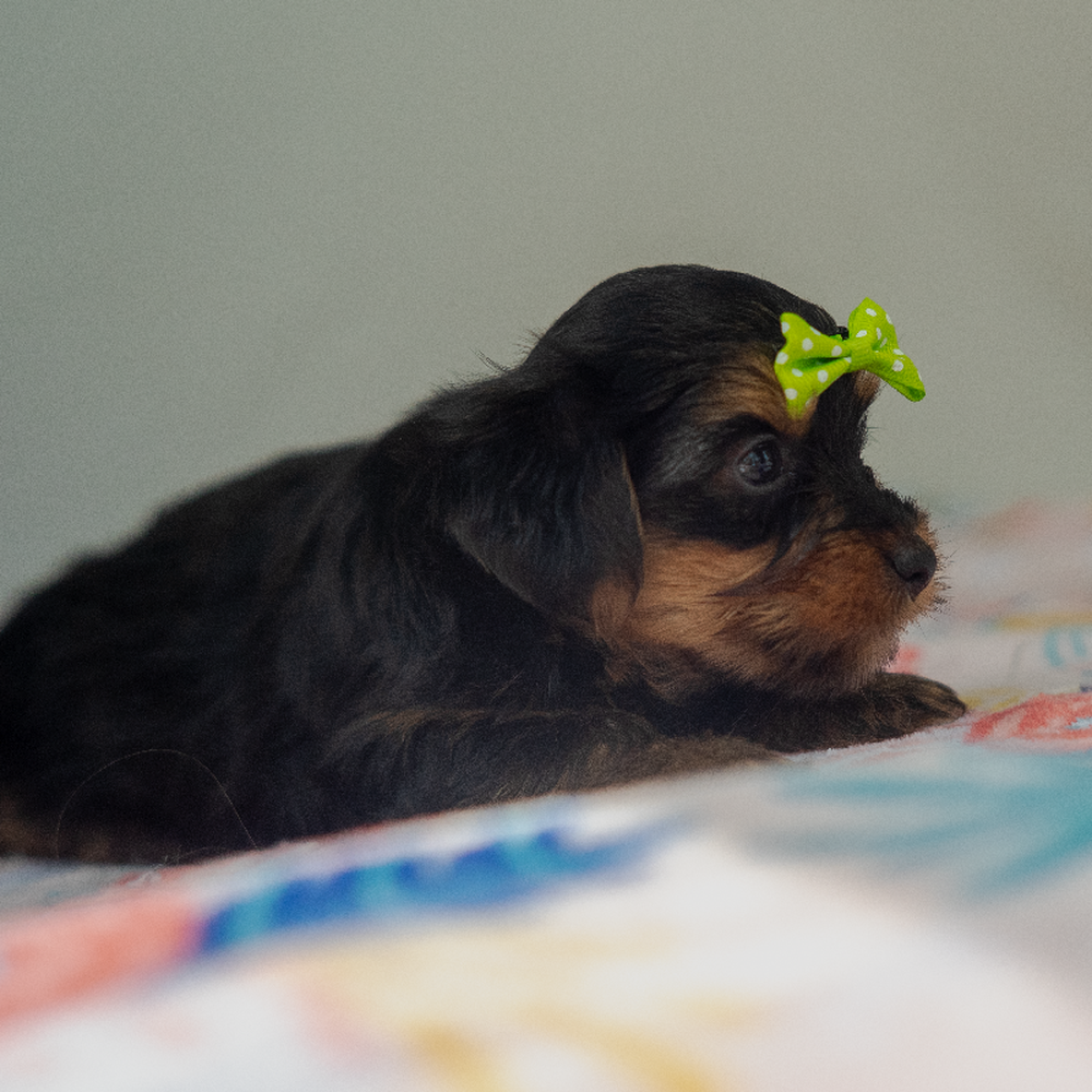 carousel pet images