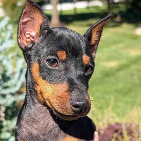 Min Pin