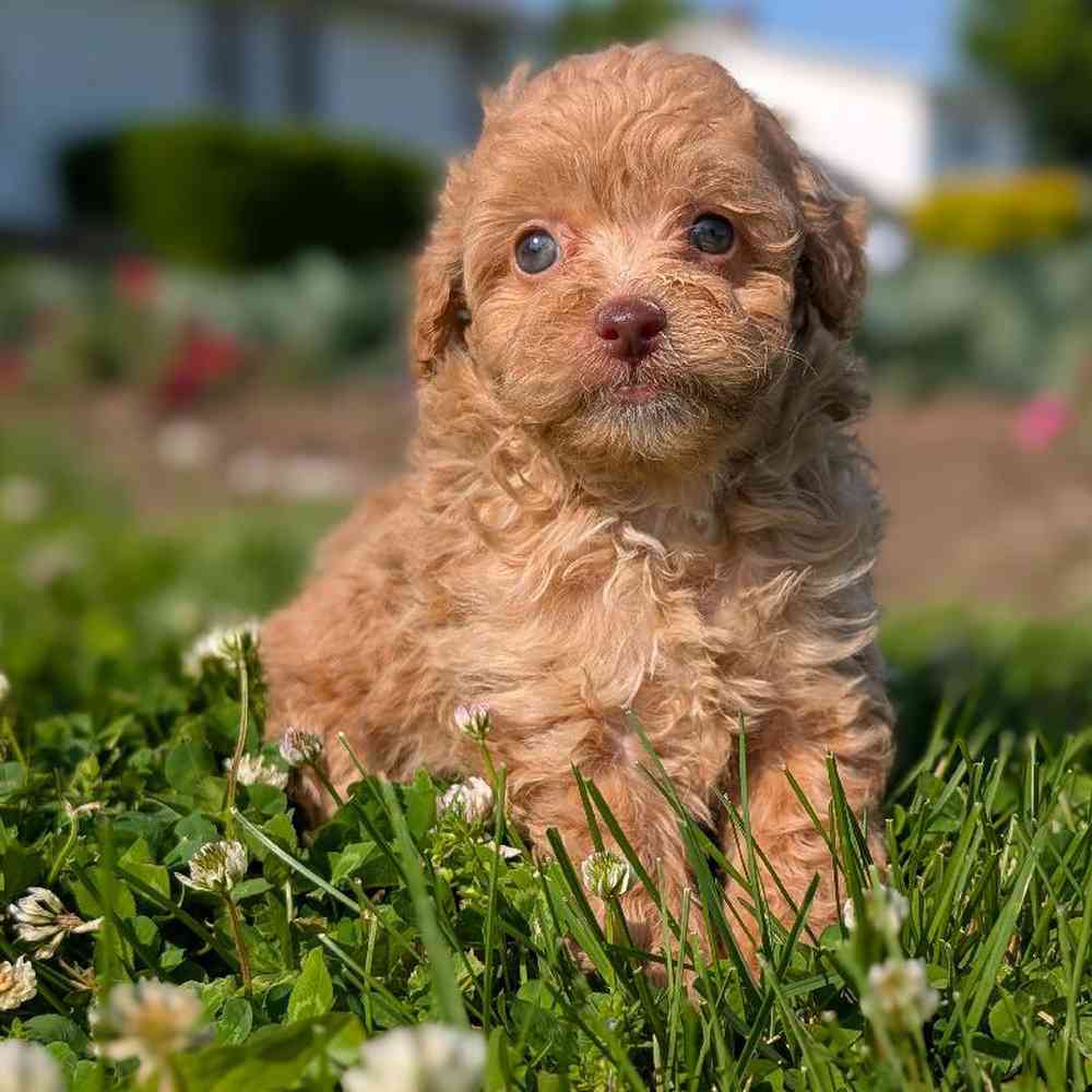 Male Poodle Toy Puppy for Sale in Bloomington, IN
