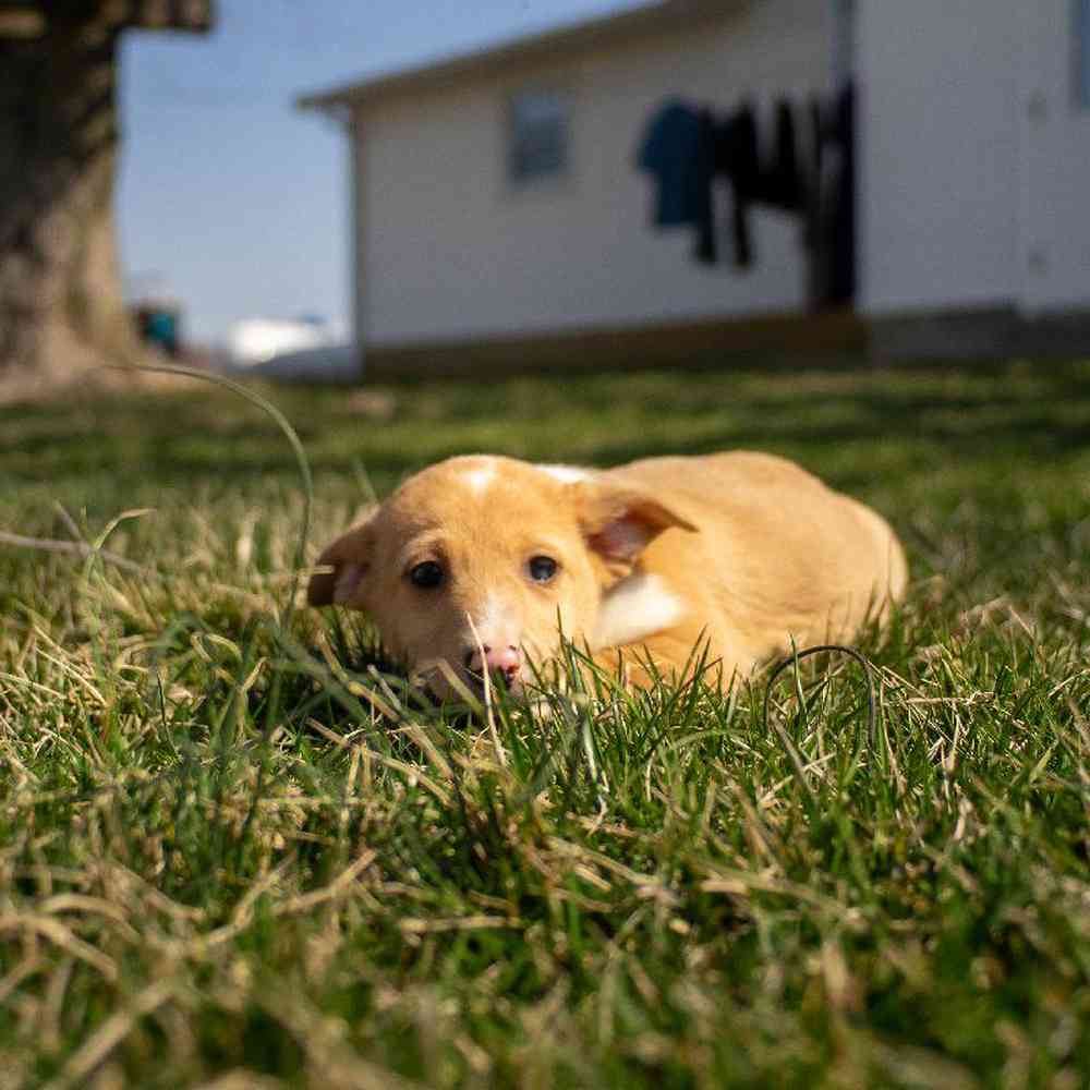 carousel pet images