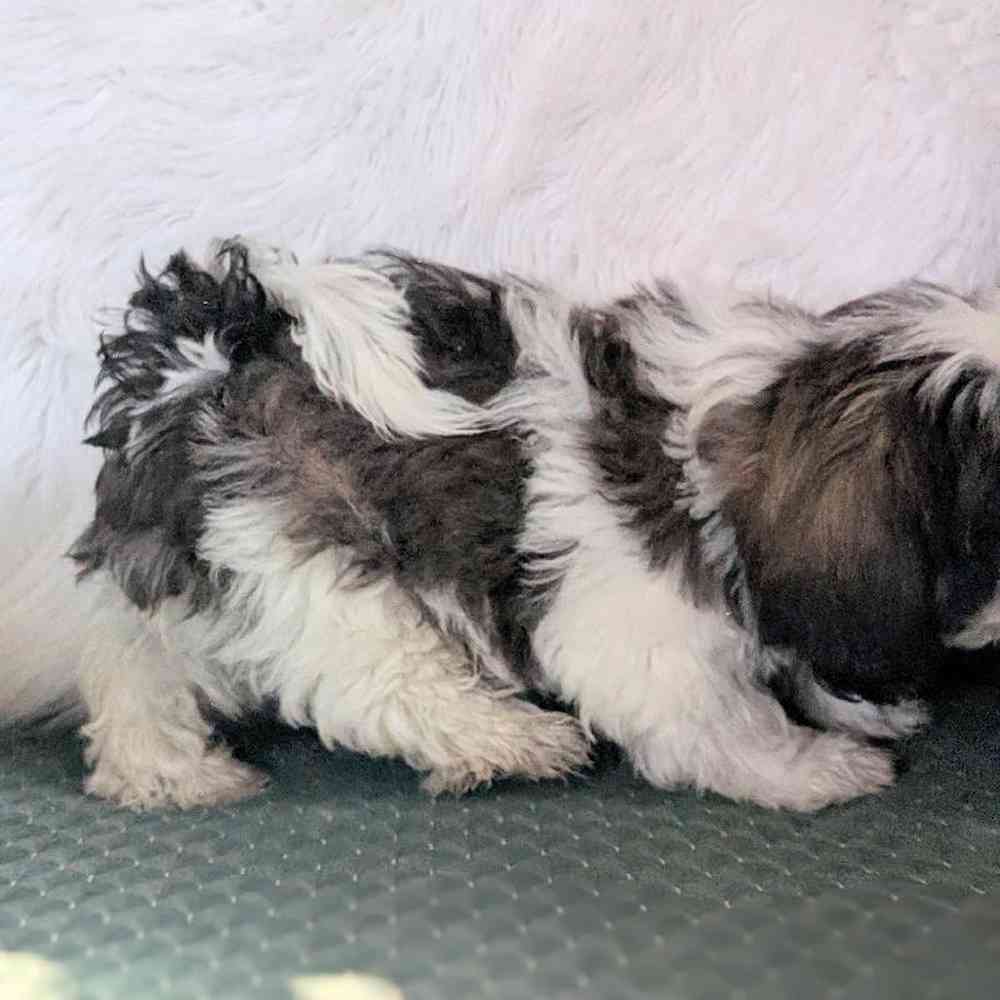 carousel pet images
