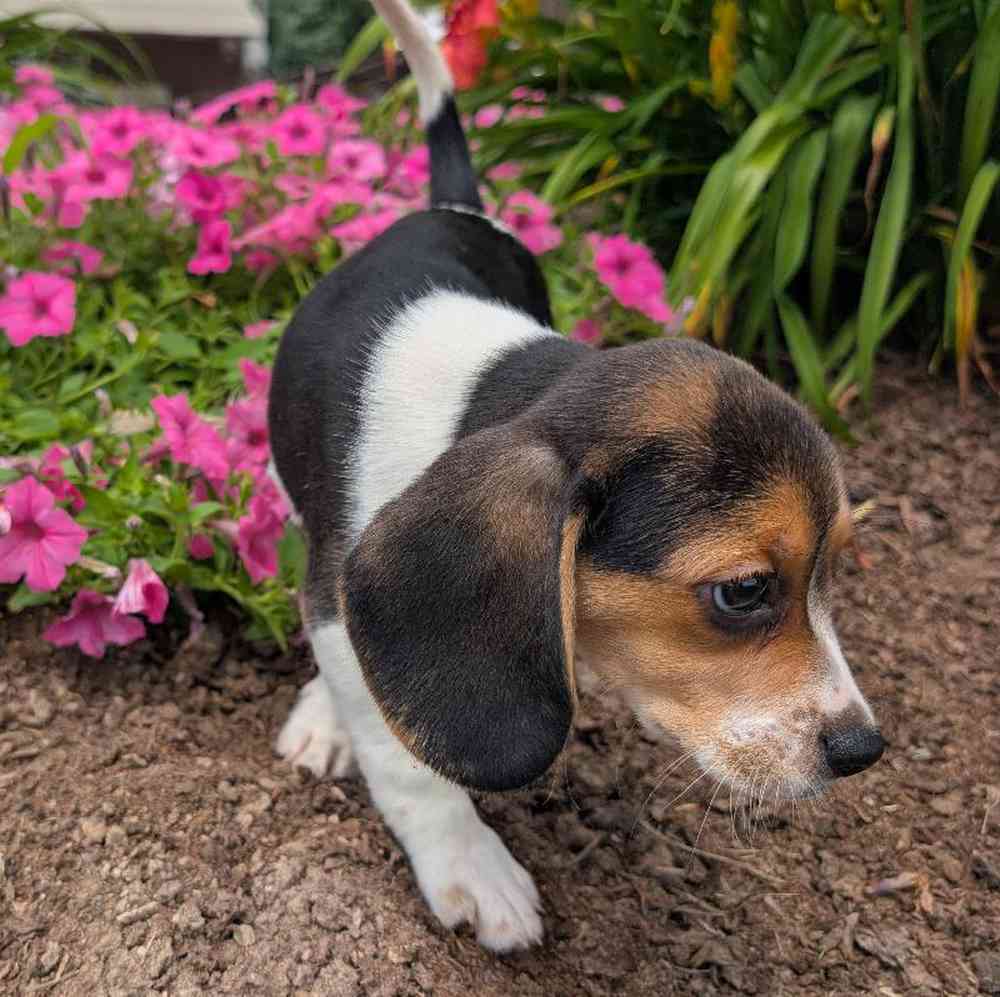 carousel pet images