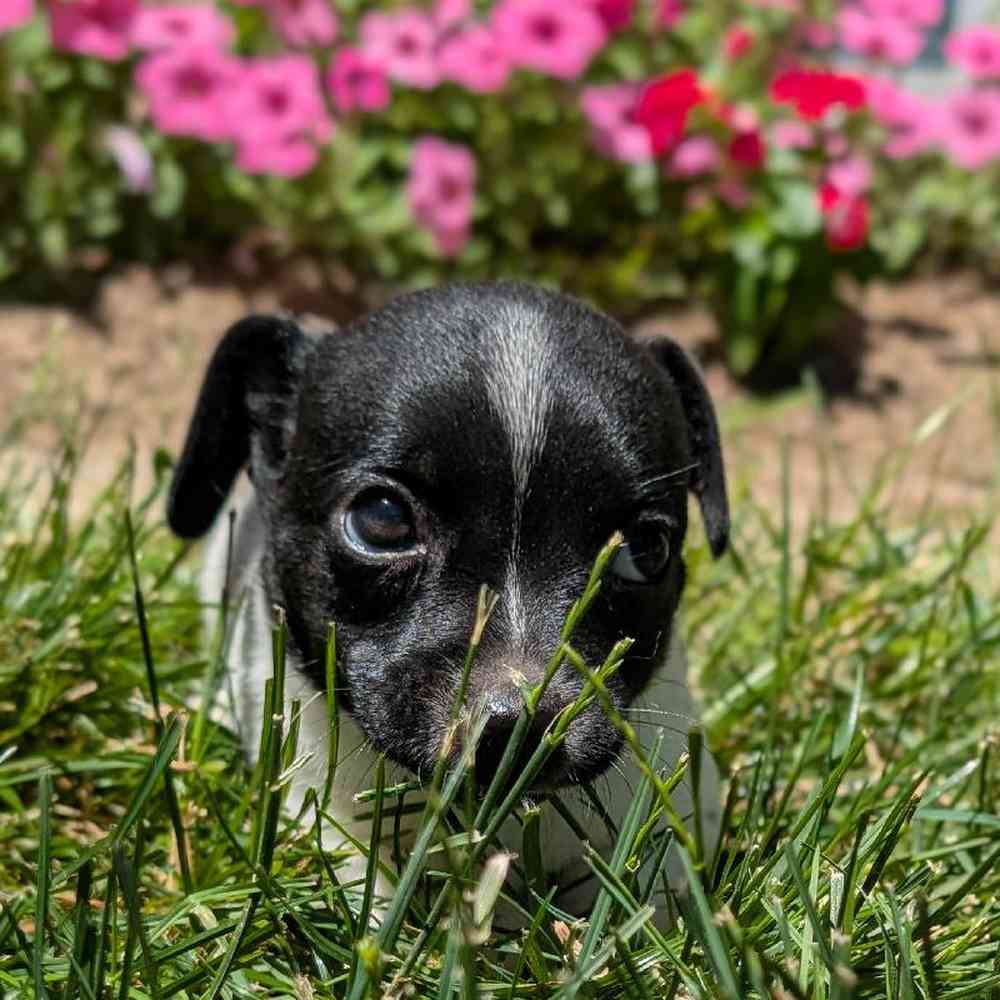 Female Jack Russell Terrier Puppy for Sale in Bloomington, IN