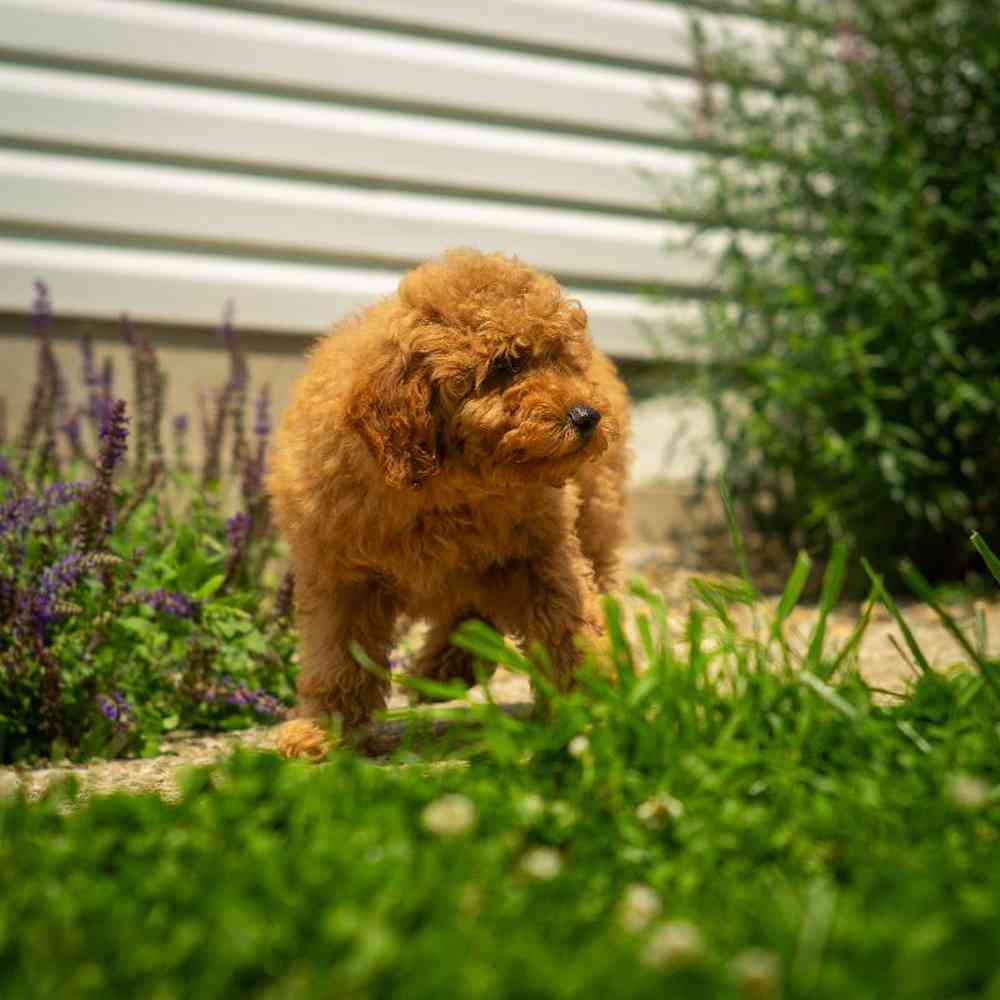 carousel pet images