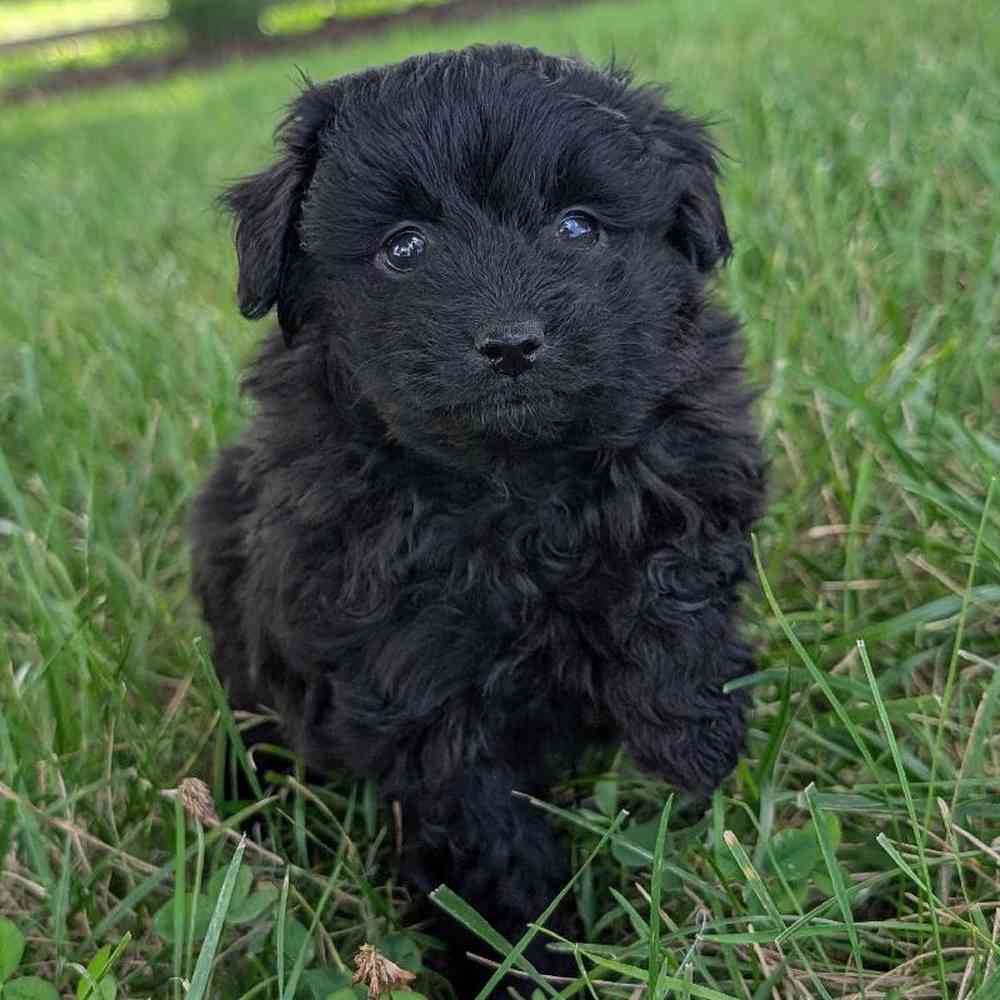 Female Pom-A-Poo Puppy for Sale in Bloomington, IN