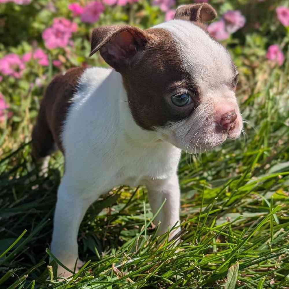 carousel pet images