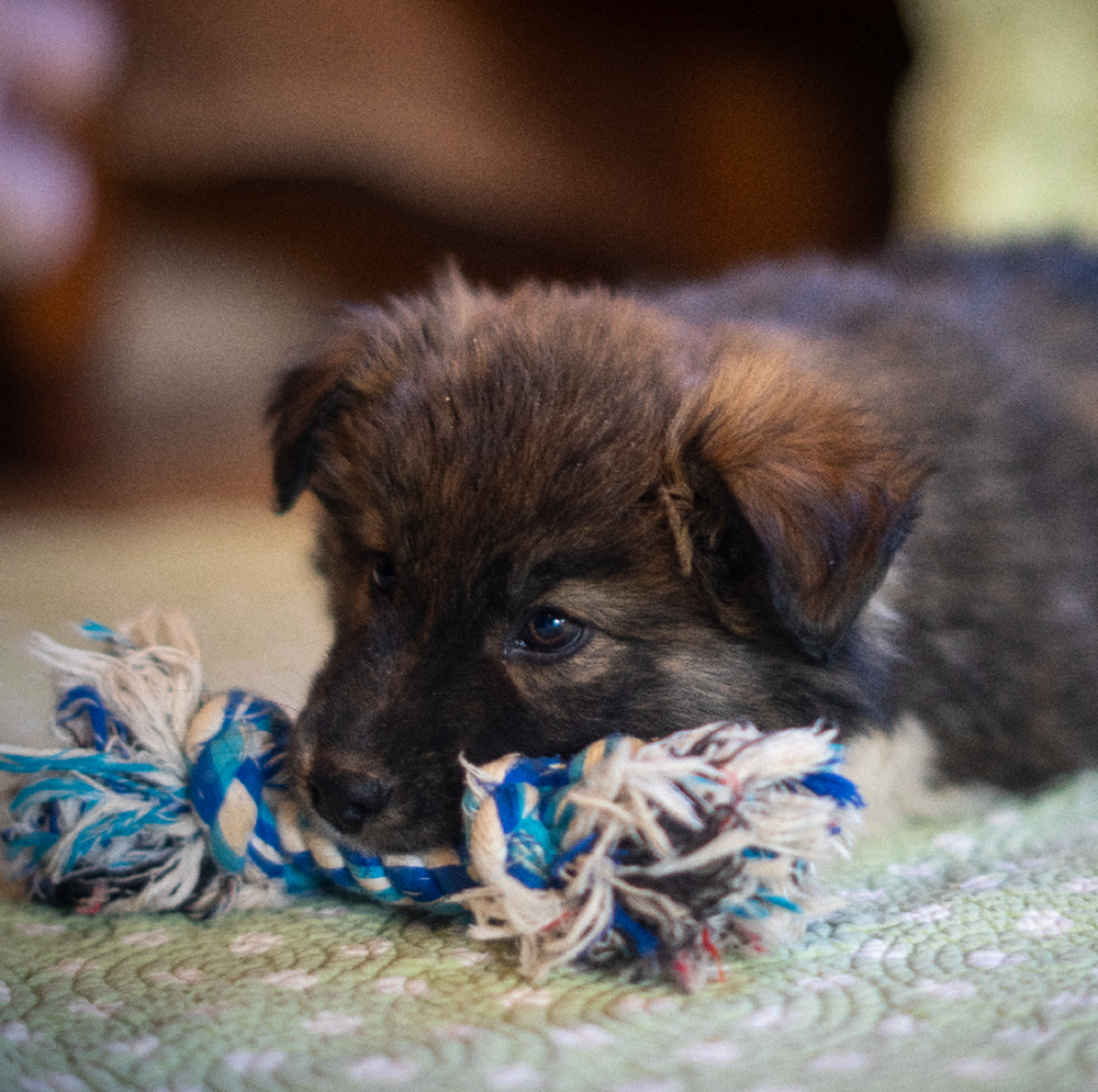 carousel pet images