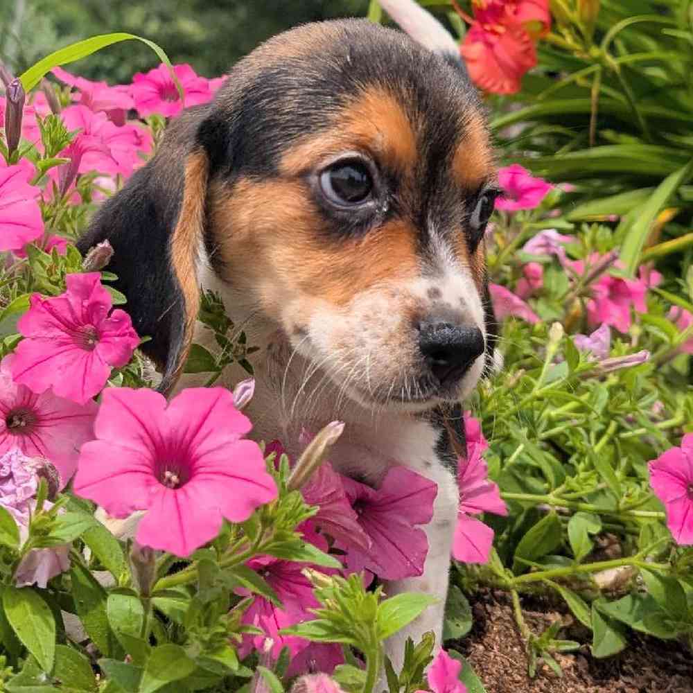 Image of a pet breed in the gallery