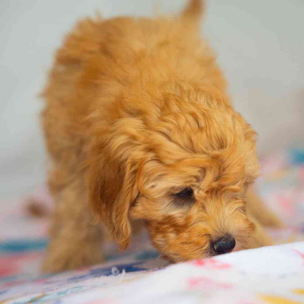 carousel pet images